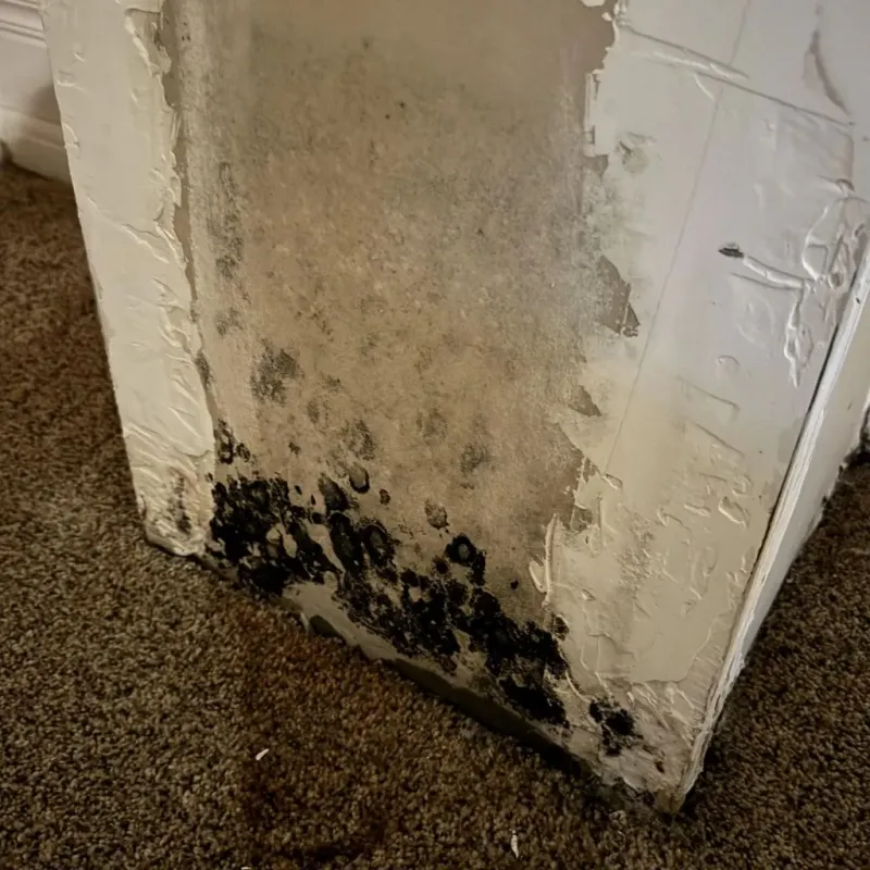 Professional Mold Removal in Lemont, IL